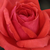 Czerwony  - Róże rabatowe floribunda - Resolut®